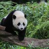 These Pandas Should Move To NYC Right Now